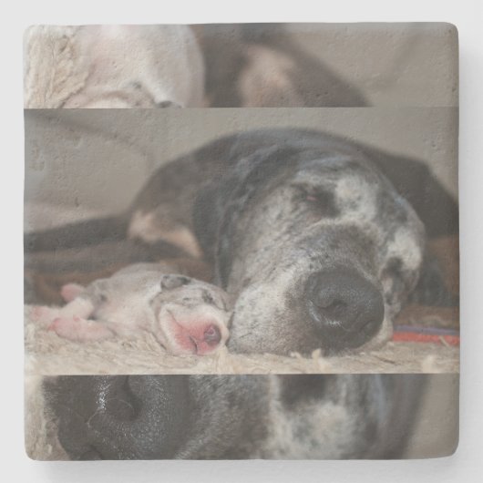 Limestone Untersetzer Great Dane Fotografie (Vorderseite)