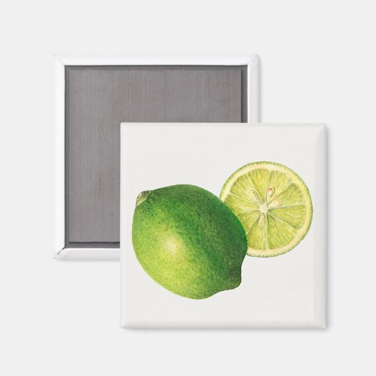 Limette Magnet (Vorderseite/Rückseite)
