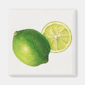 Limette Magnet (Vorne)