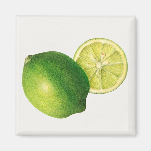 Limette Magnet (Vorne)