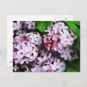 Limettenstrauch Postkarte (Vorne/Hinten)