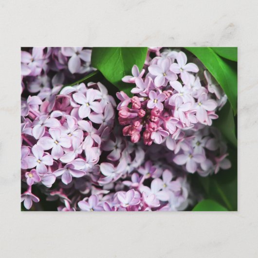 Limettenstrauch Postkarte (Vorderseite)