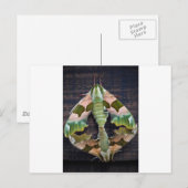 Limon Hawk Moths Postkarte (Vorne/Hinten)
