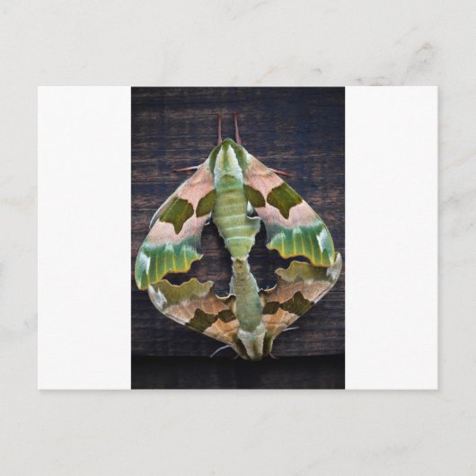 Limon Hawk Moths Postkarte (Vorderseite)