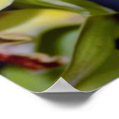 Limone Cymbidium Blume Poster (Ecke)