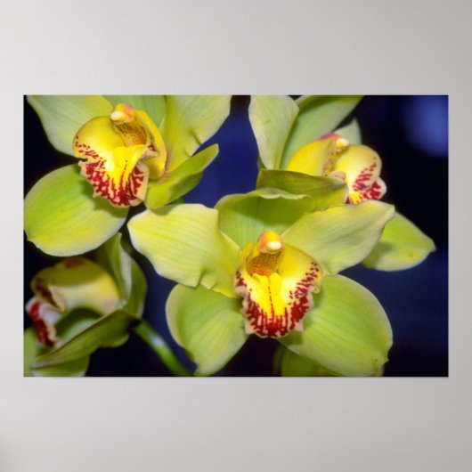 Limone Cymbidium Blume Poster (Vorne)