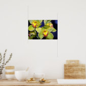 Limone Cymbidium Blume Poster (Küche)