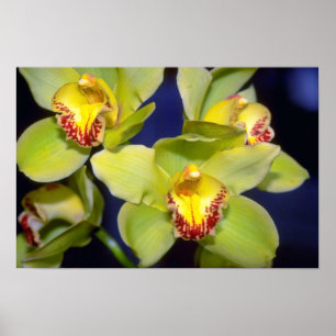 Limone Cymbidium-Blumen Poster