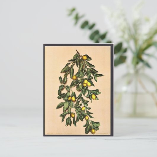 Limone, Gardasee, Italien Postkarte (Stehend Vorderseite)