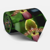 Limone Paphiopedilum Argus-Blumen Krawatte (Gerollt)