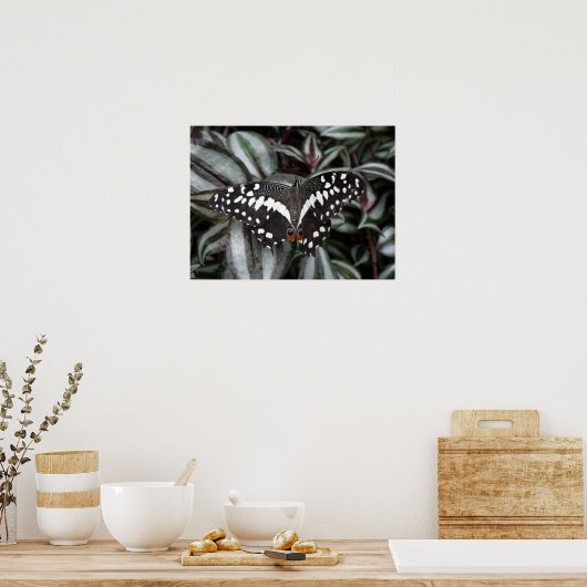 Limone Schmetterlingsdrucke Poster (Küche)