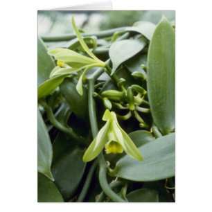 Limone Spectabilis (Vanille) Blumen