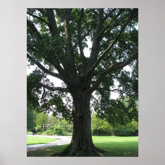 Limonen Poster (Vorne)