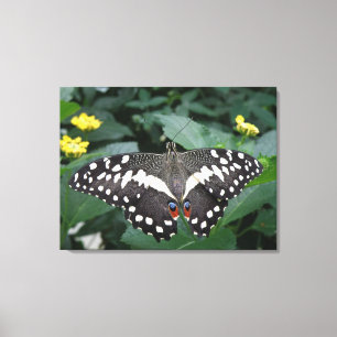 Limoner Schmetterling und Blume Leinwand