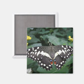 Limoner Schmetterling und Blume Magnet (Vorderseite/Rückseite)
