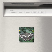 Limoner Schmetterling und Blume Magnet (In Situ (Geschirrspüler))