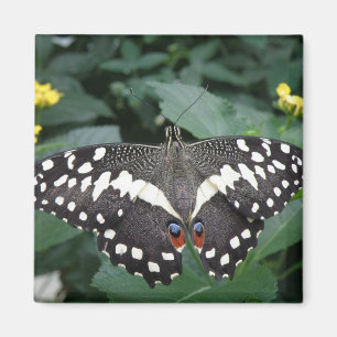 Limoner Schmetterling und Blume Magnet