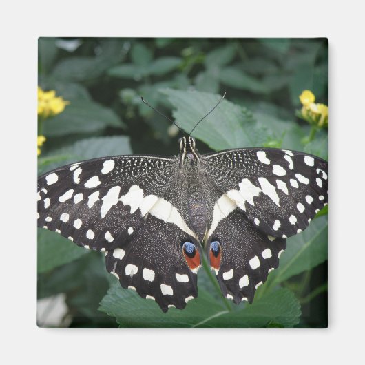 Limoner Schmetterling und Blume Magnet (Vorne)