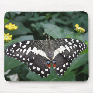 Limoner Schmetterling und Blume Mousepad