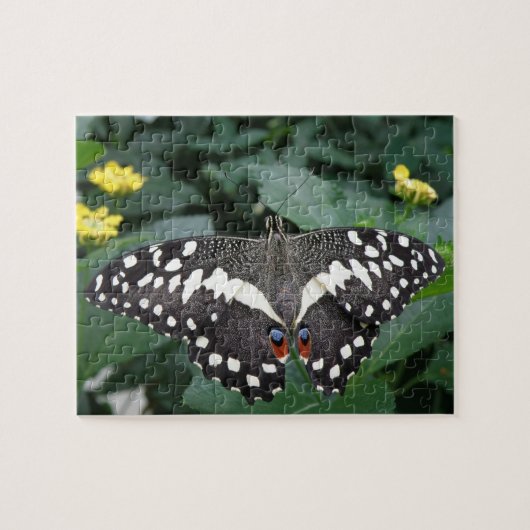 Limoner Schmetterling und Blume Puzzle (Horizontal)