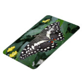 Limoner Schmetterling und Premium-Blume-Magnet Magnet (Linke Seite)