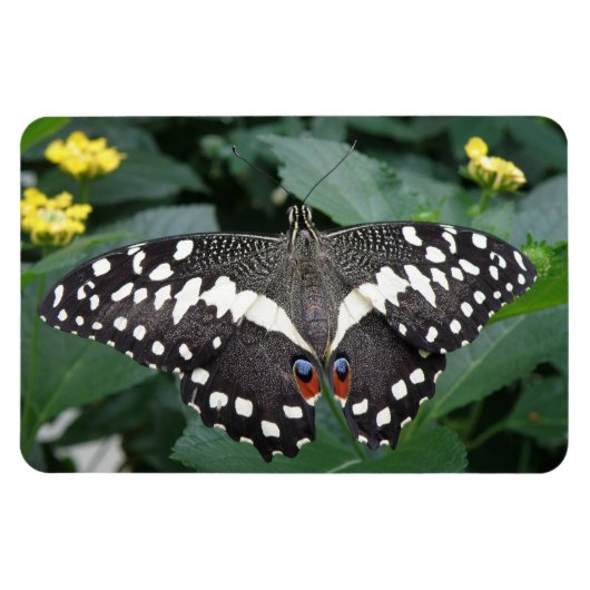 Limoner Schmetterling und Premium-Blume-Magnet Magnet (Horizontal)