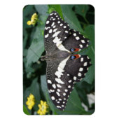 Limoner Schmetterling und Premium-Blume-Magnet Magnet (Vertikal)