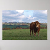 Limousin Bull Print Poster (Vorne)