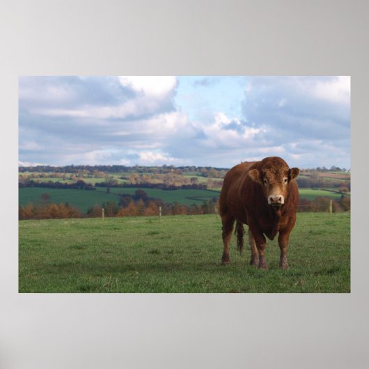Limousin Bull Print Poster (Vorne)
