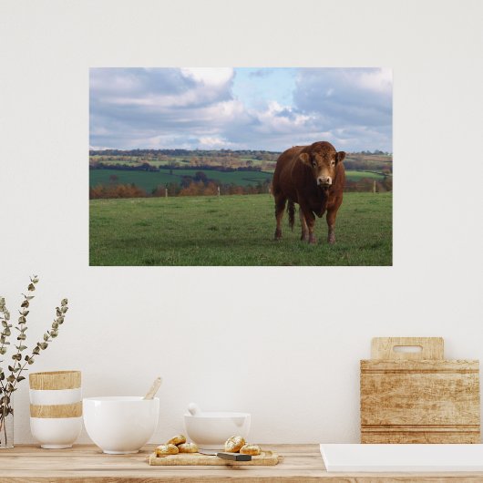 Limousin Bull Print Poster (Küche)