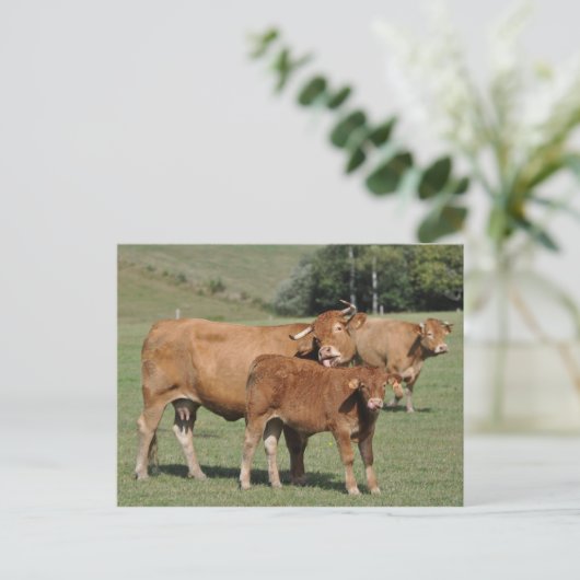 Limousin Kuh leckt ihr Kalb Postkarte (Stehend Vorderseite)