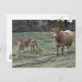 Limousin, Kuh und Kälber Postkarte (Vorne/Hinten)