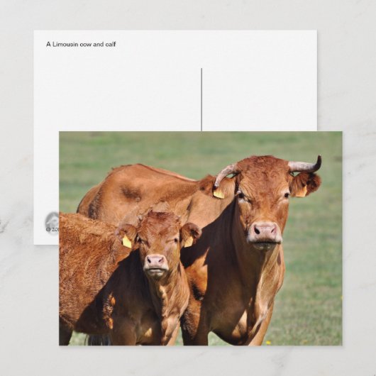 Limousin Postkarte (Vorne/Hinten)