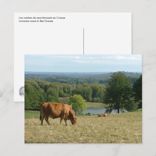 Limousin Postkarte (Vorne/Hinten)