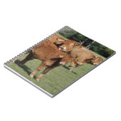 Limousinkalb und -kühe notizblock (Linke Seite)