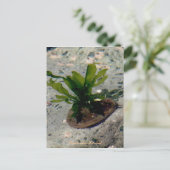 Limpet mit Kelp, Insel Unalaska Postkarte (Stehend Vorderseite)