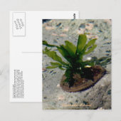 Limpet mit Kelp, Insel Unalaska Postkarte (Vorne/Hinten)