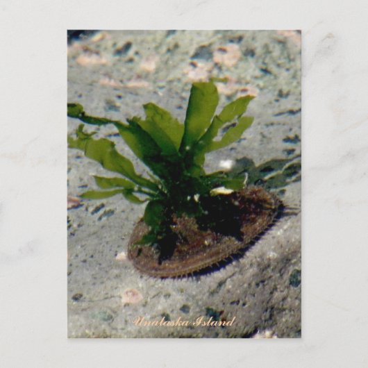 Limpet mit Kelp, Insel Unalaska Postkarte (Vorderseite)