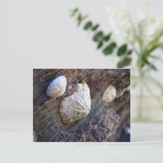 Limpets 1 postkarte (Stehend Vorderseite)