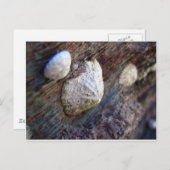 Limpets 1 postkarte (Vorne/Hinten)
