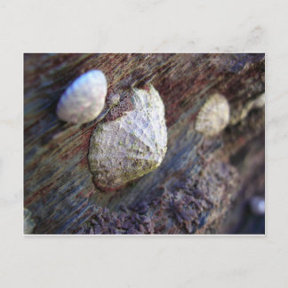 Limpets 1 postkarte