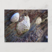 Limpets 1 postkarte (Vorderseite)