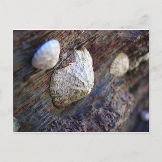 Limpets 1 postkarte (Vorderseite)