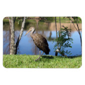 Limpkin (1118) Magnet (Horizontal)