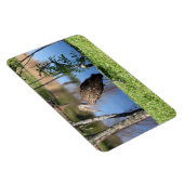 Limpkin (1118) Magnet (Rechte Seite)