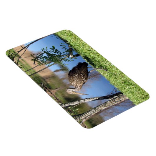 Limpkin (1118) Magnet (Rechte Seite)