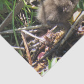 Limpkin Chick - Florida Wading Bird Tissue Paper Seidenpapier (Ausschnitt)