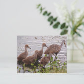 Limpkin-Familie Postkarte (Stehend Vorderseite)