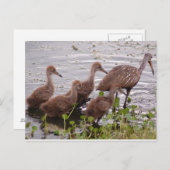 Limpkin-Familie Postkarte (Vorne/Hinten)