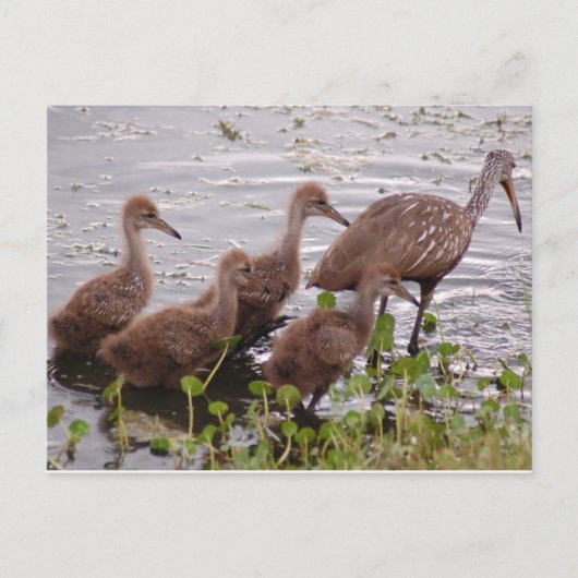Limpkin-Familie Postkarte (Vorderseite)